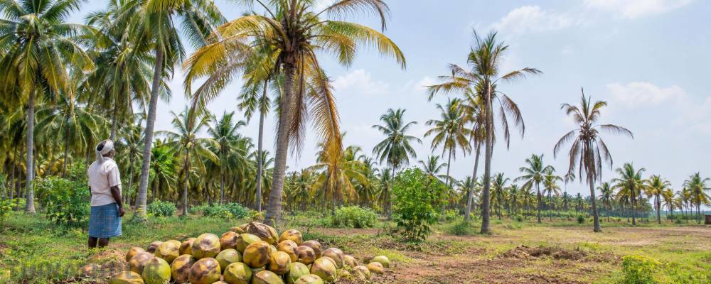 விளைச்சல் பாதிப்பு: தேங்காய் விலை உயர வாய்ப்பு