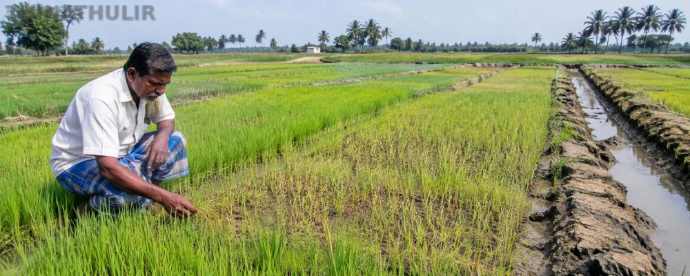 1,400 ஏக்கர் நாற்றுகள் கருகும் அபாயம்: டெல்டா மாவட்டங்களில் பாசன தட்டுப்பாடு
