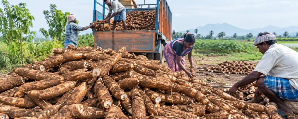 மரவள்ளி கிழங்கு விலை உயர்வு: டன் ரூ.15,500க்கு விற்பனை