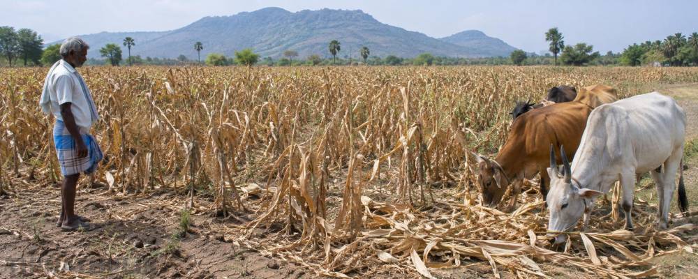 போதிய மழையின்றி, மாடுகளுக்கு தீவனமாகும் மக்காச்சோள பயிர்: விவசாயிகள் கவலை