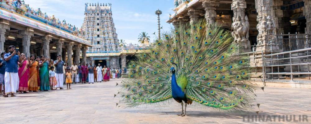 திருச்செந்தூர் முருகன் கோவிலில் தோகை விரித்தாடிய மயில்: பக்தர்கள் பரவசம்!