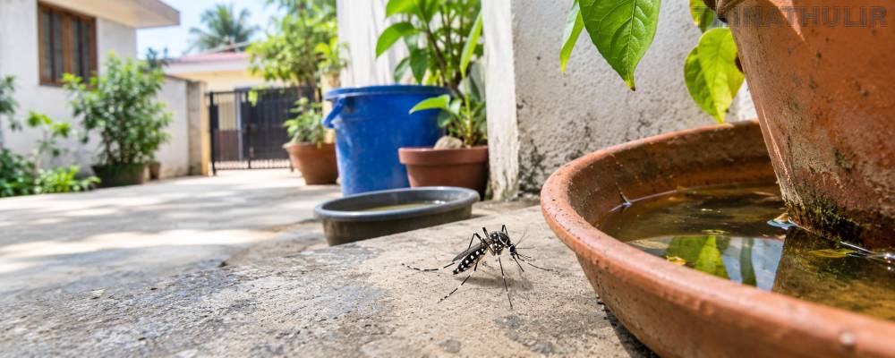மழை இல்லாவிட்டாலும் டெங்கு பரவுவது ஏன்? நிபுணர்கள் விளக்கம்