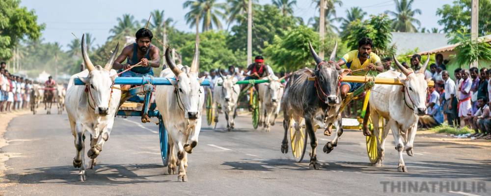 தேனி, சிவகங்கையில் களைகட்டிய மாட்டு வண்டி பந்தயங்கள் - சீறிப் பாய்ந்த காளைகள்