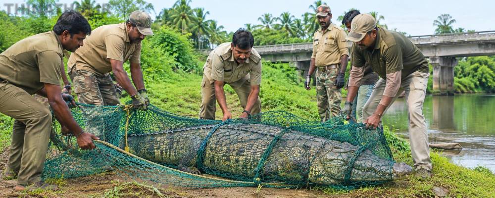 6 ஆண்டுகளாக பொதுமக்களை அச்சுறுத்திய முதலை... இன்று சிக்கியது!