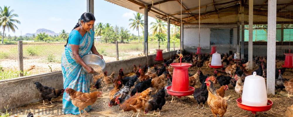 கோழிப்பண்ணை அமைக்க 50 சதவீதம் மானியம்..! - தூத்துக்குடி கலெக்டர் தகவல்