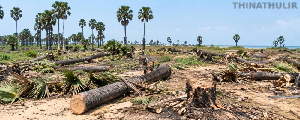 ராமேசுவரம் அருகே பரபரப்பு: 100-க்கும் மேற்பட்ட பனைகள் வெட்டிச்சாய்ப்பு