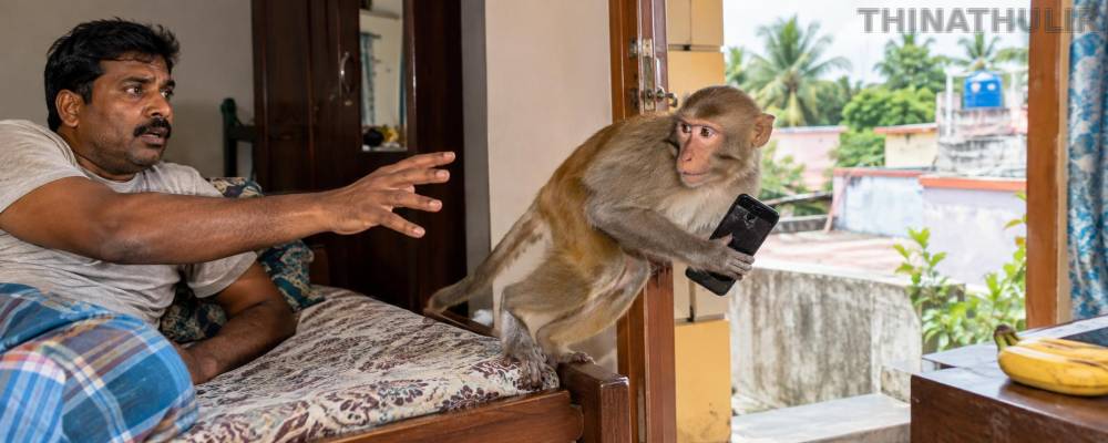 திருவள்ளூரில் ருசிகரம்: வீட்டுக்குள் புகுந்து வியாபாரியின் செல்போனை பறித்த குரங்கு