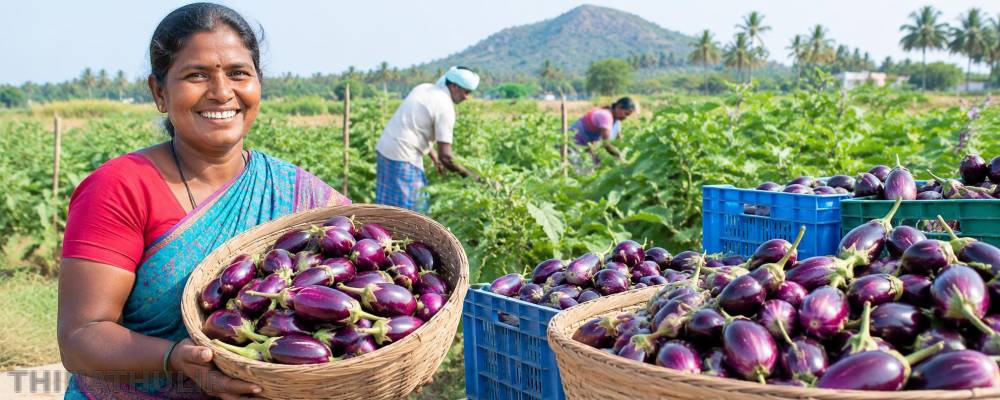 காவேரிப்பட்டணம் பகுதியில் கத்தரிக்காய் கிலோ ரூ.50-க்கு விற்பனை - விவசாயிகள் மகிழ்ச்சி