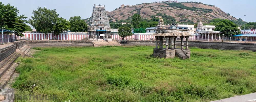 புல்வெளியாக மாறிய திருப்பரங்குன்றம் கோவில் தீர்த்த குளம்: பராமரிக்க பக்தர்கள் கோரிக்கை