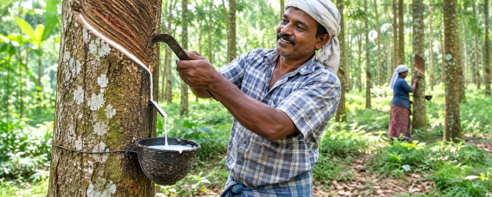 ரப்பர் விலை கிடுகிடு உயர்வு... குமரி மாவட்ட விவசாயிகள் மகிழ்ச்சி!