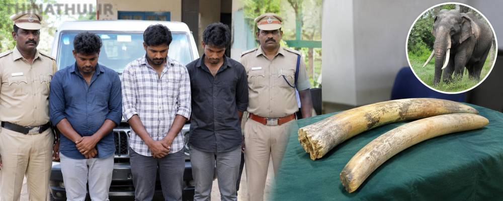 விற்க முயன்ற 2 யானை தந்தங்கள் பறிமுதல்... குடியாத்தத்தில் 3 பேர் கைது!