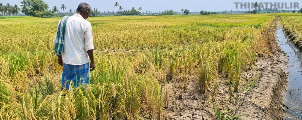 திருவாரூரில் தண்ணீரின்றி கருகும் 50 ஆயிரம் ஏக்கர் பயிர்கள்: விவசாயிகள் வேதனை