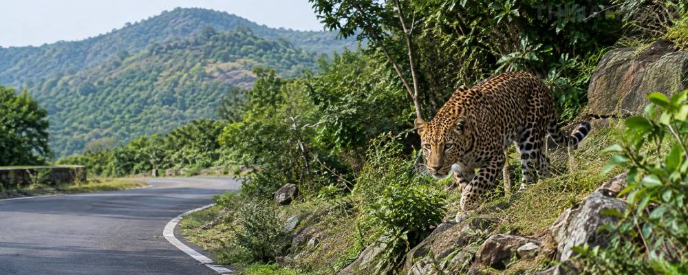 ஆசனூர் மலைப்பகுதியில் சிறுத்தை அட்டகாசம்: மலைக்கிராம மக்களுக்கு வனத்துறை எச்சரிக்கை