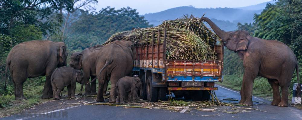 சத்தியமங்கலம்: குட்டிகளுடன் கரும்பு லாரியை முற்றுகையிட்ட யானைக் கூட்டம்