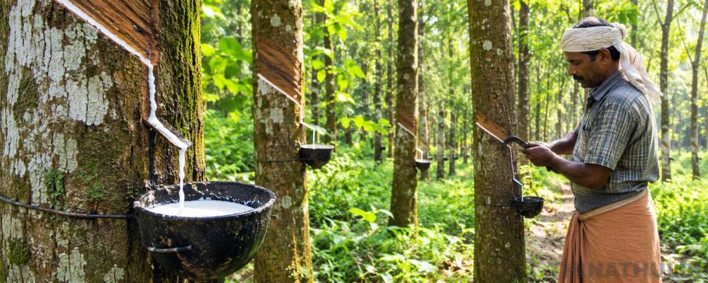 ரப்பர் விலை கிடுகிடு உயர்வு: குவிண்டாலுக்கு ரூ.30,000 வரை விற்பனை