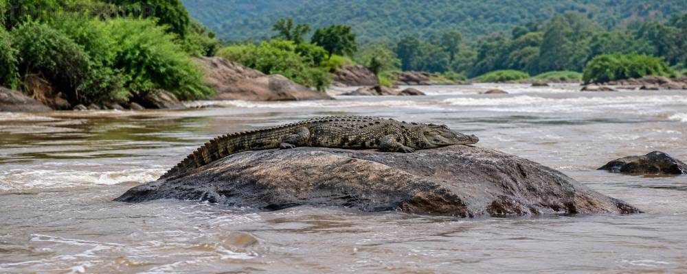 பவானி ஆற்றில் முதலை: அதிர்ச்சியில் பொதுமக்கள்