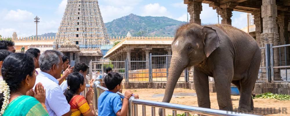 திருவண்ணாமலை அருணாசலேஸ்வரர் கோவிலில் புதிய குட்டி யானை: ஆர்வத்துடன் பார்த்து மகிழும் பக்தர்கள்