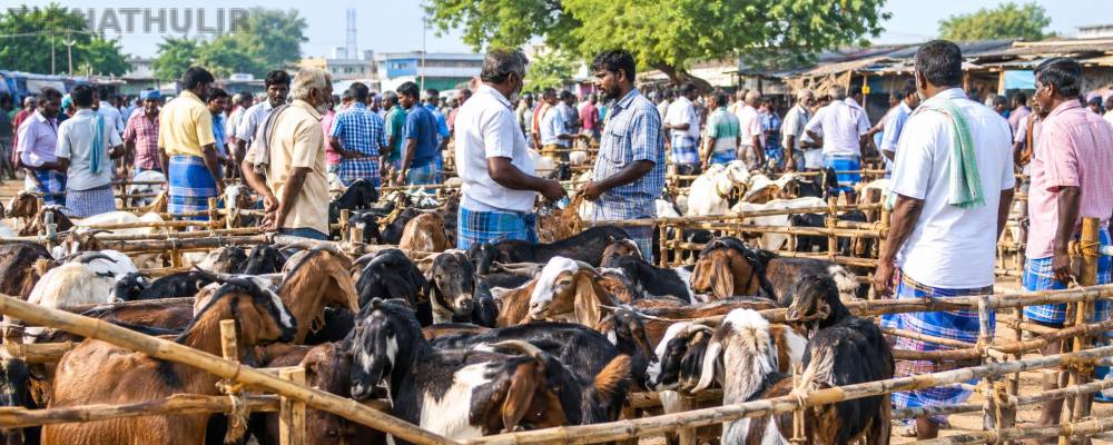 நெல்லை மேலப்பாளையம் சந்தையில் ரூ.1.52 கோடிக்கு ஆடுகள் விற்பனை