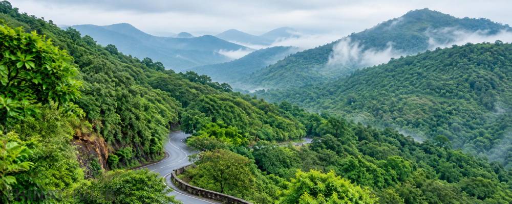 பசுமைப் போர்வையாக மாறிய திம்பம் வனப்பகுதி: சுற்றுலா பயணிகள் மகிழ்ச்சி